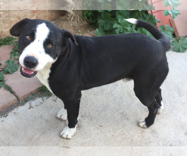 Medium Photo #1 Border Collie-Unknown Mix Puppy For Sale in San Diego, CA, USA
