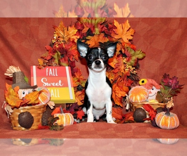 Medium Photo #32 Chihuahua Puppy For Sale in CHARLESTON, AR, USA