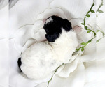 Small Photo #3 Miniature Bernedoodle Puppy For Sale in SAINT LOUIS, MO, USA