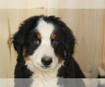 Small Photo #8 Bernese Mountain Dog Puppy For Sale in WESTCLIFFE, CO, USA