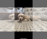 Small Photo #6 Golden Retriever Puppy For Sale in SPENCER, TN, USA