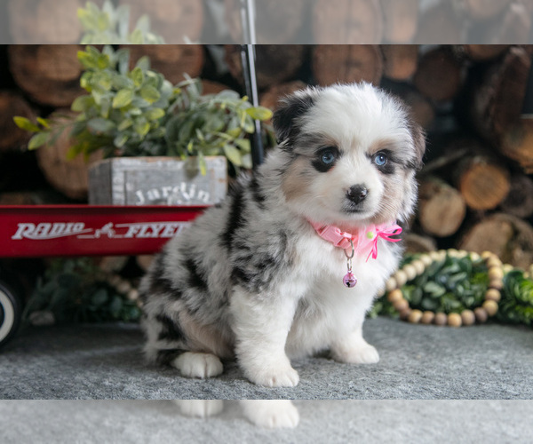 Medium Photo #3 Miniature Australian Shepherd Puppy For Sale in MILLERSBURG, OH, USA