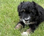 Small Photo #18 Bernedoodle Puppy For Sale in SPRINGFIELD, OH, USA