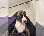 Small Catahoula Leopard Dog-Mountain Cur Mix