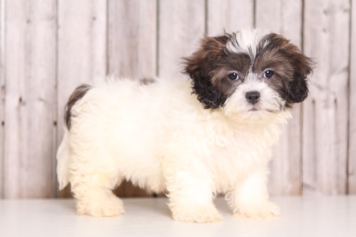 Medium Photo #1 Shih-Poo Puppy For Sale in MOUNT VERNON, OH, USA