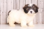 Small Photo #1 Shih-Poo Puppy For Sale in MOUNT VERNON, OH, USA