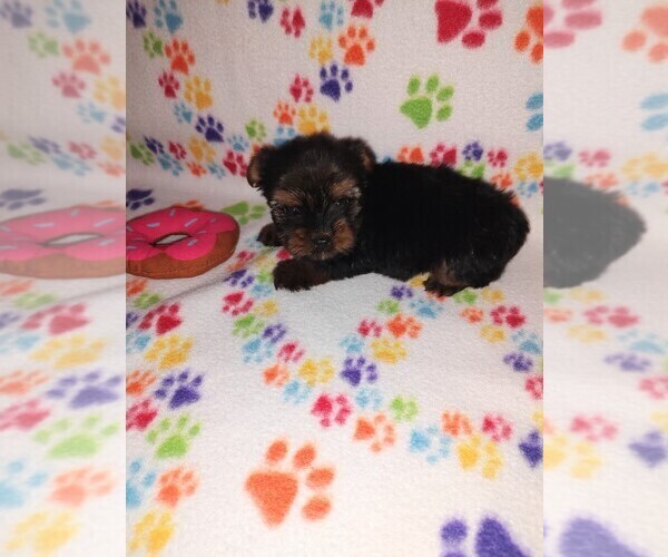 Medium Photo #16 Yorkshire Terrier Puppy For Sale in LAPEER, MI, USA