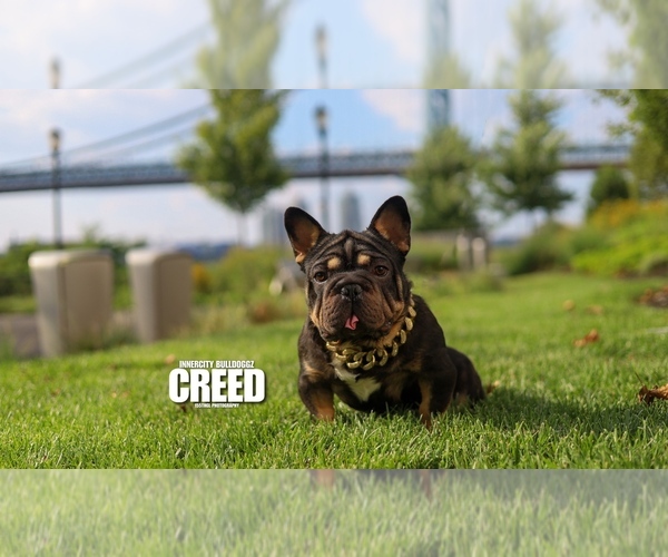 Medium Photo #1 French Bulldog Puppy For Sale in PALMYRA, NJ, USA