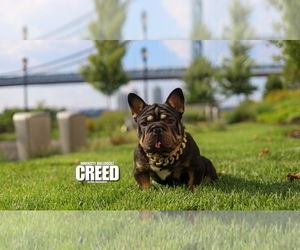 Father of the French Bulldog puppies born on 11/09/2025