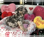 Small Photo #4 English Bulldog Puppy For Sale in LEHIGH ACRES, FL, USA