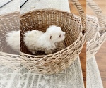 Small Photo #3 Morkie Puppy For Sale in HUNTSVILLE, AL, USA