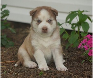 Siberian Husky Puppy for sale in FREDERICKSBG, OH, USA