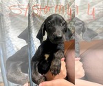 Small Labrador Retriever Mix