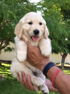 Medium Photo #1 Golden Retriever Puppy For Sale in GRANTSVILLE, UT, USA