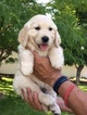 Small Photo #1 Golden Retriever Puppy For Sale in GRANTSVILLE, UT, USA