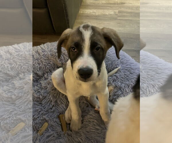 Medium Photo #2 Great Pyrenees-Saint Bernard Mix Puppy For Sale in Newport Beach, CA, USA