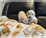 Small Photo #2 Golden Retriever Puppy For Sale in WATERBURY, CT, USA