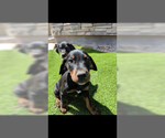 Small Photo #14 Doberman Pinscher Puppy For Sale in PASO ROBLES, CA, USA