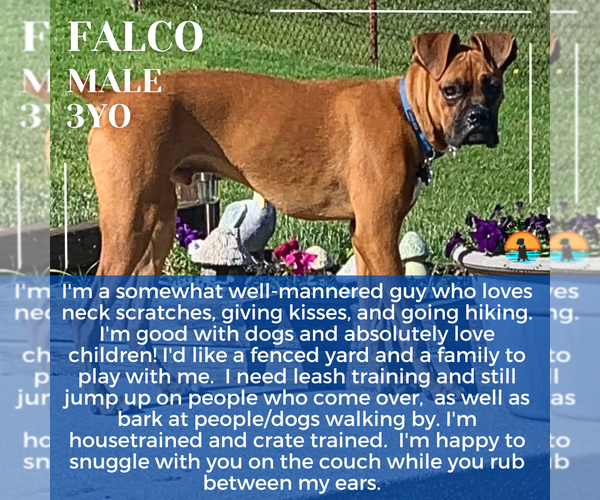 Medium Photo #14 Boxer Puppy For Sale in Woodbury, MN, USA