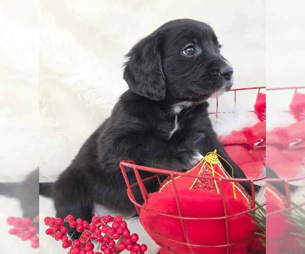 Medium Photo #2 Mutt Puppy For Sale in Brooklyn, NY, USA