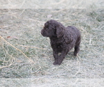 Small Photo #15 Labradoodle Puppy For Sale in MEMPHIS, MO, USA