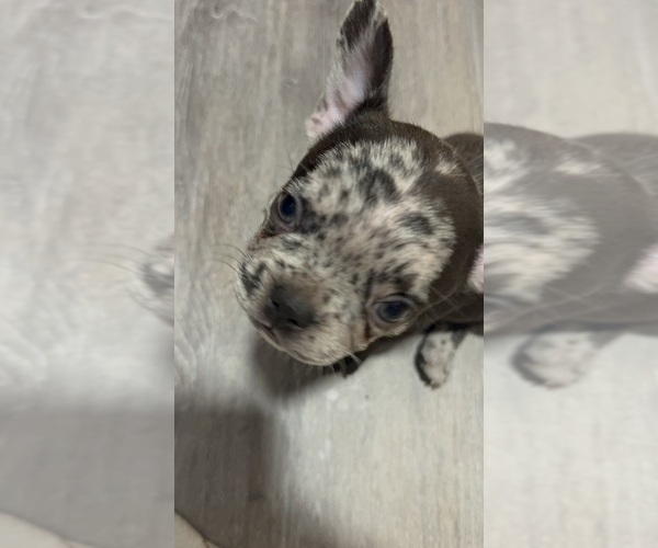 Medium Photo #11 French Bulldog Puppy For Sale in LEESBURG, GA, USA