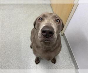 Labrador Retriever Dogs for adoption in Fort Collins, CO, USA