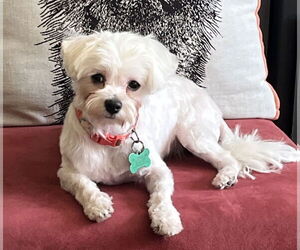 Maltese Dogs for adoption in Bellevue, WA, USA