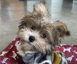 Small Photo #1 Morkie Puppy For Sale in CINCINNATI, OH, USA