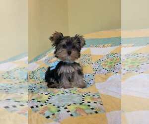 Yorkshire Terrier Puppy for Sale in BONNERDALE, Arkansas USA