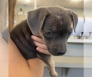 American Staffordshire Terrier Dogs for adoption in San Antonio, TX, USA