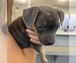 Small American Staffordshire Terrier