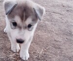 Small Photo #2 Siberian Husky-Timber Wolf Mix Puppy For Sale in FRESNO, CA, USA