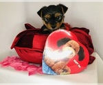 Small Photo #10 Yorkshire Terrier Puppy For Sale in BRENTWOOD, TN, USA