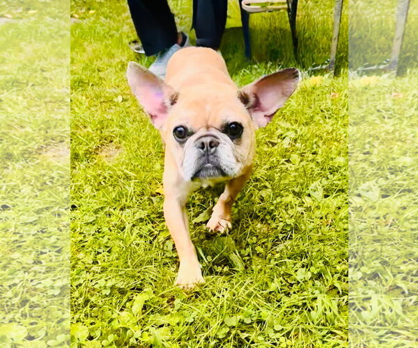 Medium Photo #2 Mutt Puppy For Sale in Spring Lake, NJ, USA