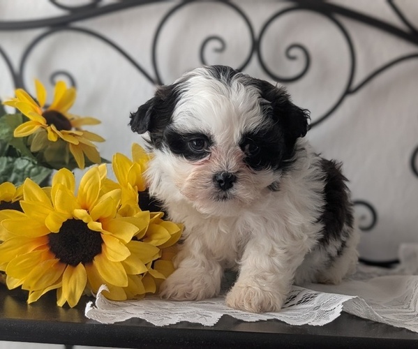 Medium Photo #15 Zuchon Puppy For Sale in GOSHEN, IN, USA