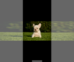 Small #4 French Bulldog