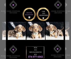 Dachshund Puppy for sale in WARSAW, IN, USA