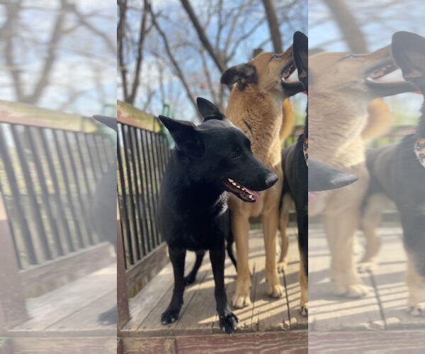 Medium Photo #2 German Shepherd Dog Puppy For Sale in Leavenworth, KS, USA