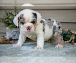Puppy Louise Beabull