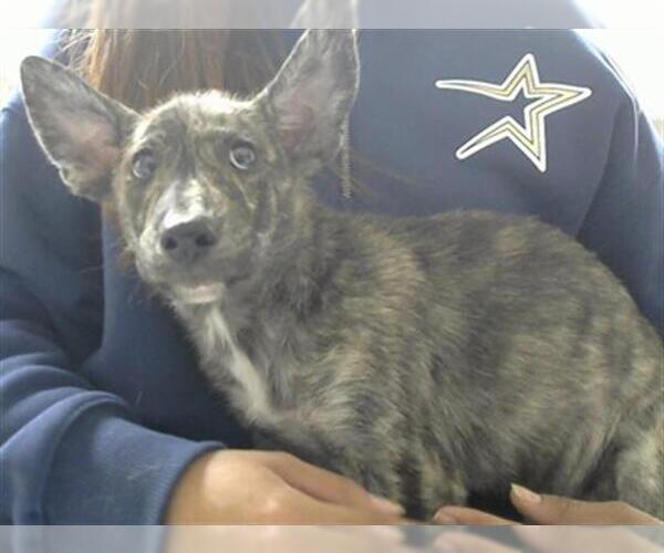 Medium Photo #1 German Shepherd Dog-Unknown Mix Puppy For Sale in Pasadena, TX, USA