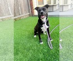 Small #2 American Staffordshire Terrier Mix