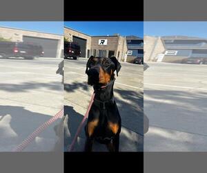 Deebo - Male Doberman Pinscher Dog for Adoption - Photo #2
