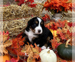 Puppy Tic Tac Bordernese