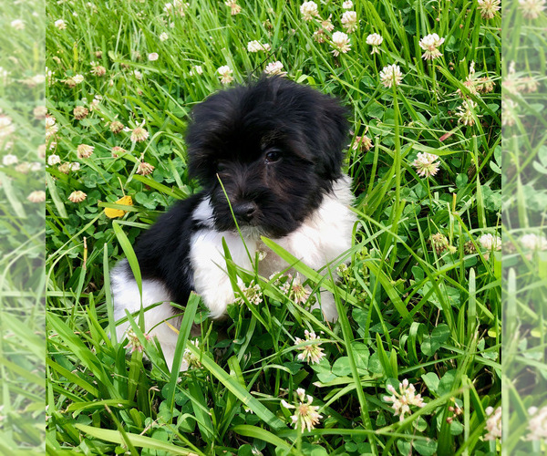 Medium Photo #6 Havanese Puppy For Sale in HOUSTON, TX, USA