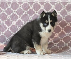 Siberian Husky Puppy for sale in FREDERICKSBG, OH, USA