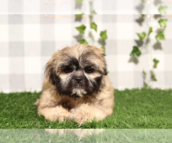 Medium Photo #3 Shih Tzu Puppy For Sale in MARIETTA, GA, USA