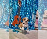 Small #3 Mutt