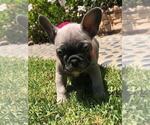 Small Photo #22 French Bulldog Puppy For Sale in WHITTIER, CA, USA