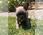 Small #21 French Bulldog